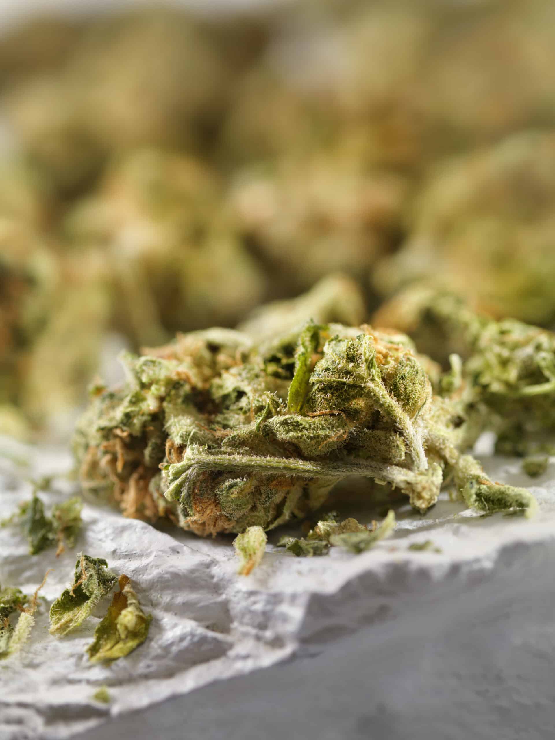 cannabis nug