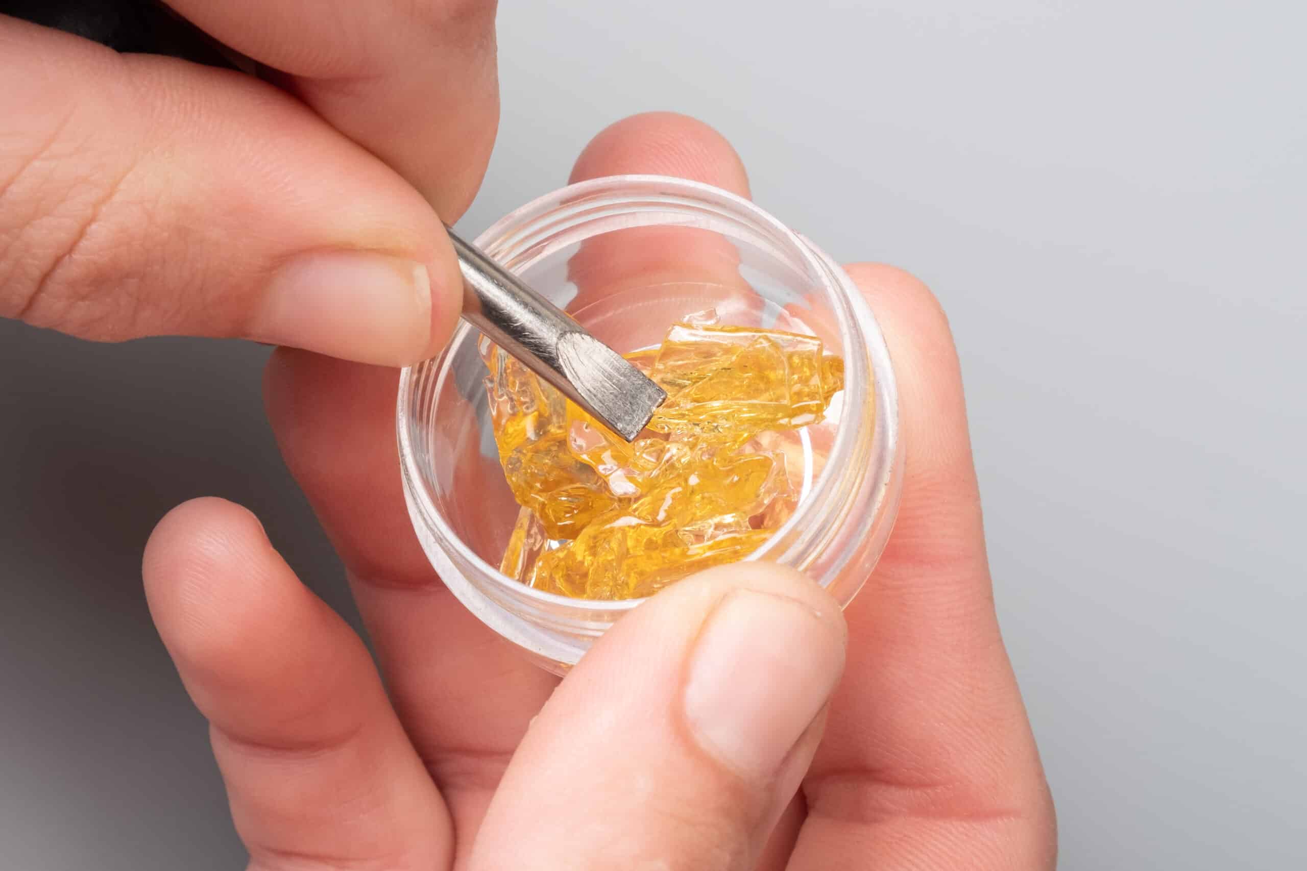 golden cannabis wax in female hands in a box, strong thc extract