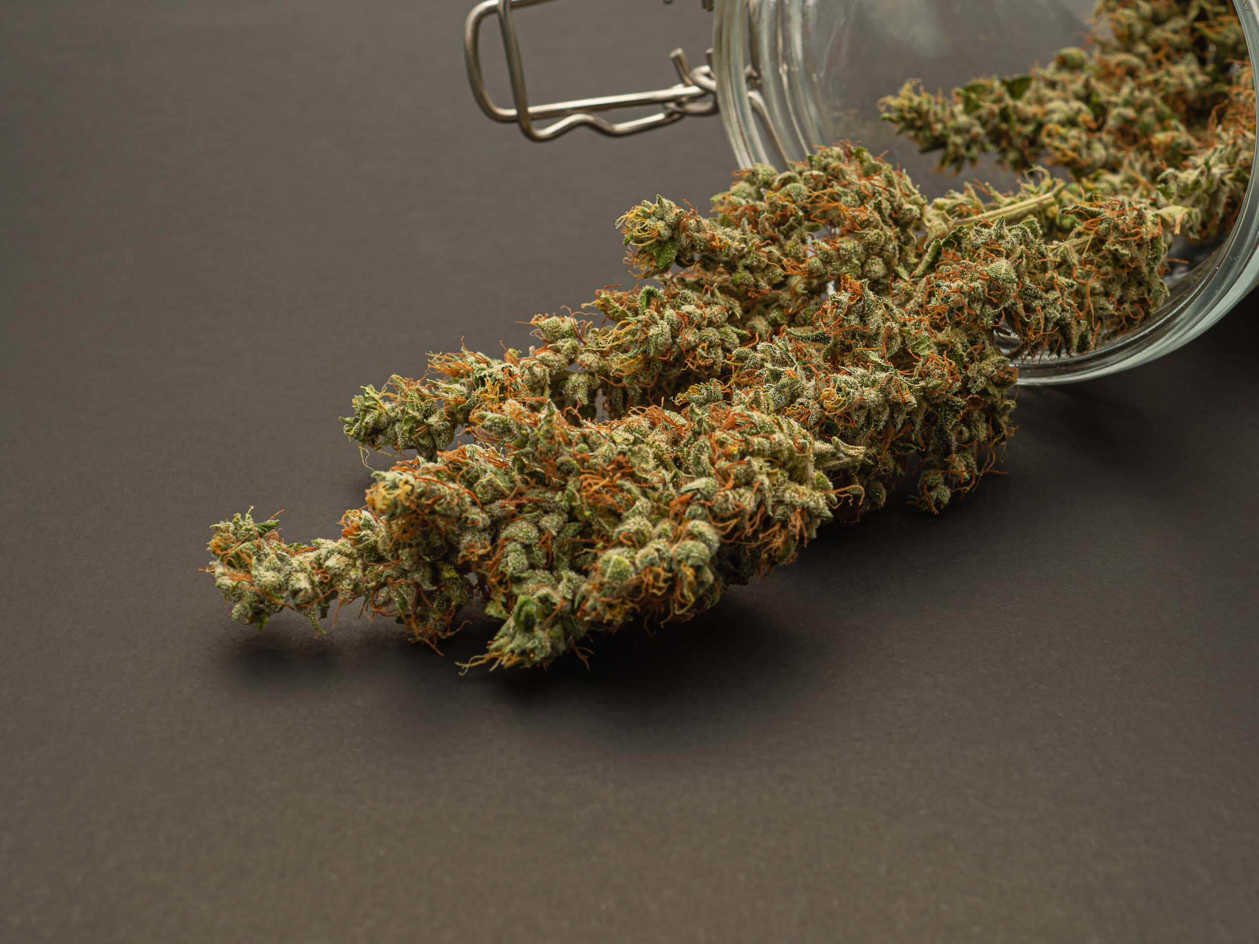 Dry cannabis buds outside of a jar on a gray background. Close-up of medical marijuana flower. ​Concept of marijuana plantation for medical and business